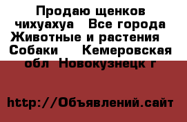 Продаю щенков чихуахуа - Все города Животные и растения » Собаки   . Кемеровская обл.,Новокузнецк г.